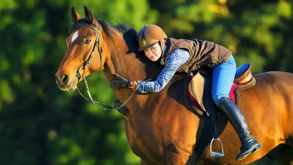 Najlepsze stadniny koni w Pszczynie - nauka jazdy i opieka nad końmi