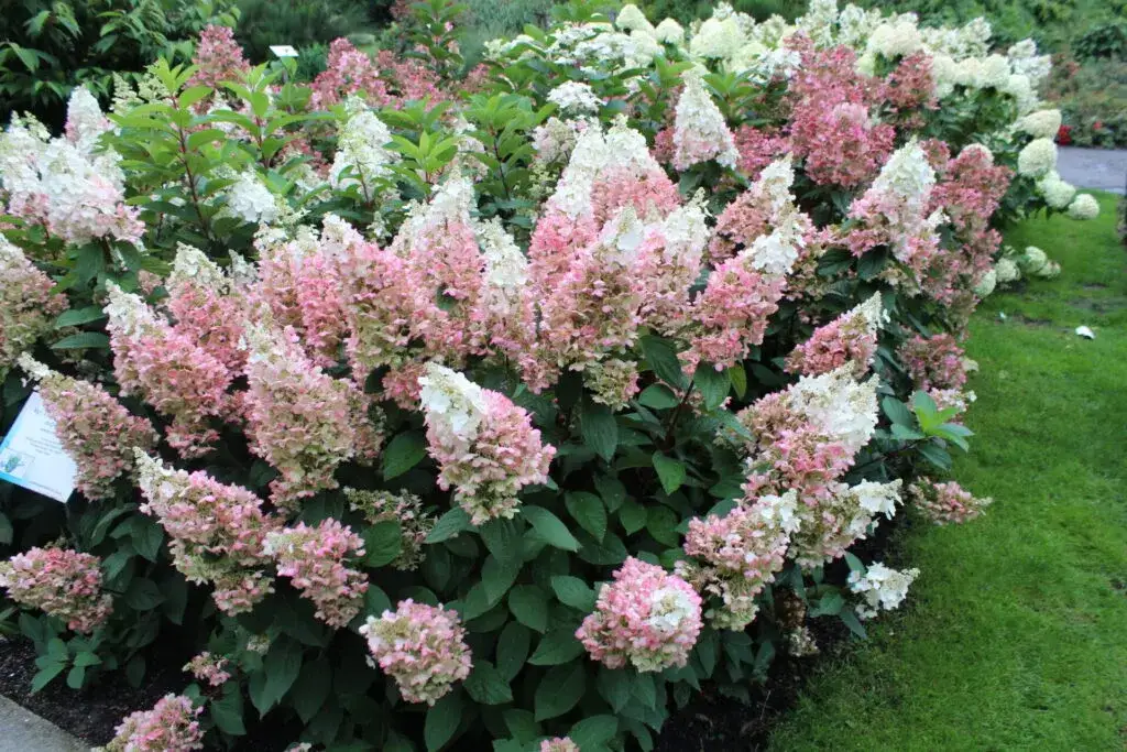 Jakie hortensje do ogrodu? 5 najlepszych odmian i ich pielęgnacja
