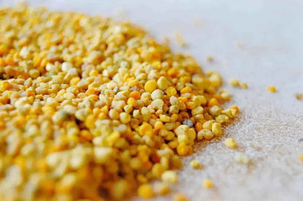 Jak zażywać pyłek pszczeli, aby czerpać z niego maksymalne korzyści