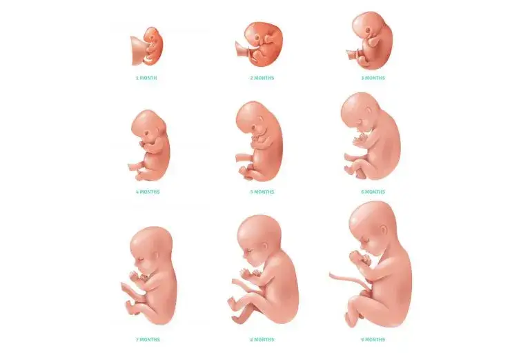 Jak wygląda dziecko w 5 miesiącu ciąży? Fascynujący rozwój płodu