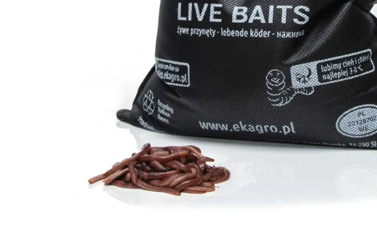 Ile kosztują robaki na ryby? Ceny i najlepsze oferty w sklepach