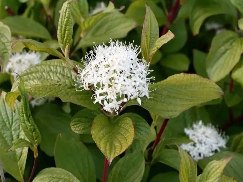 Jak gęsto sadzić dereń na żywopłot, aby uniknąć błędów w uprawie