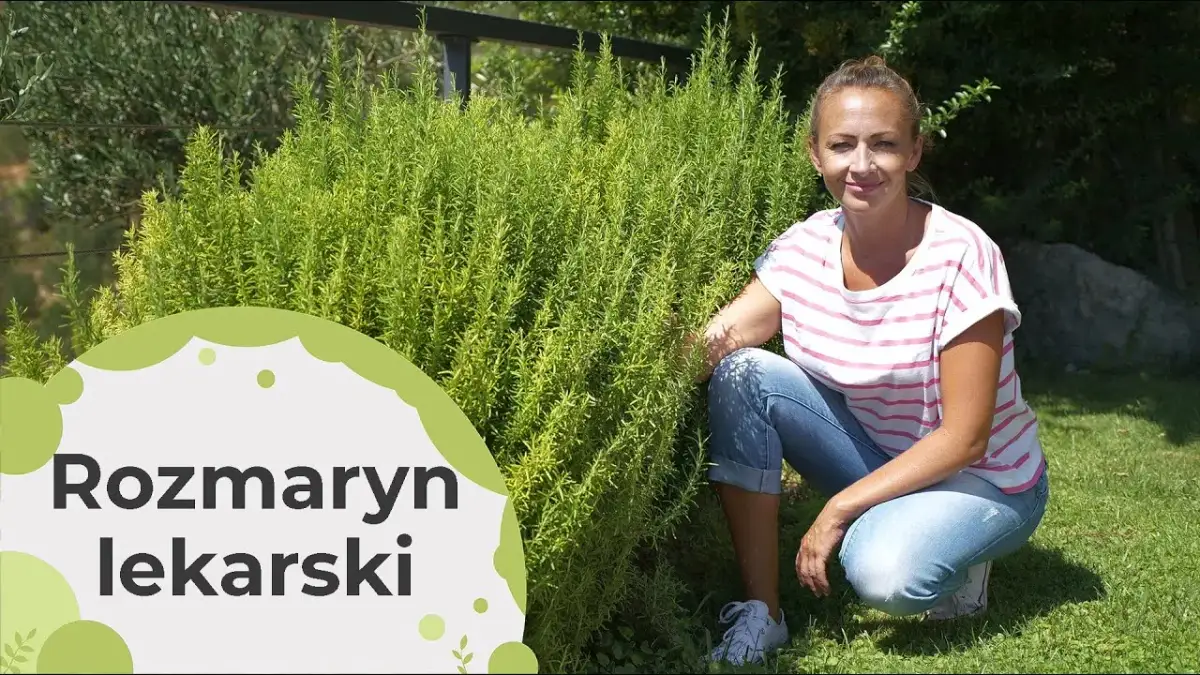 Jak uprawiać rozmaryn w Polsce - sekrety udanej uprawy i pielęgnacji