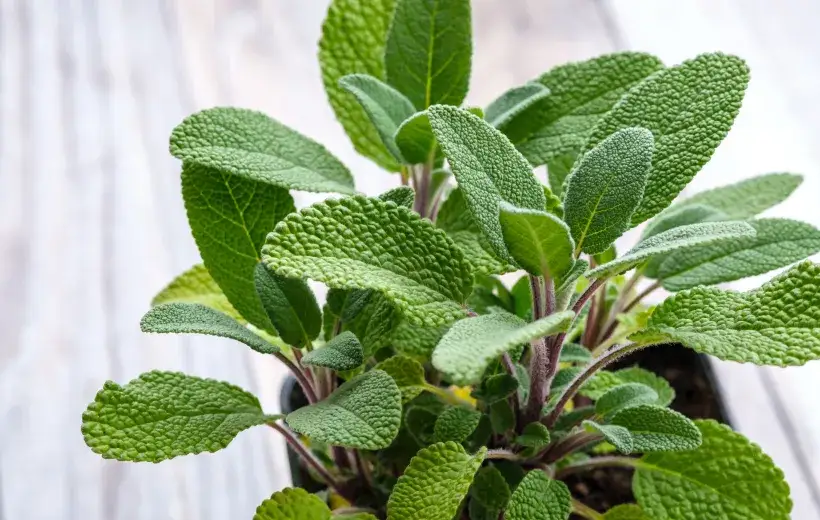 Czy szałwia szkodzi niemowlakowi? Uważaj na te niebezpieczeństwa