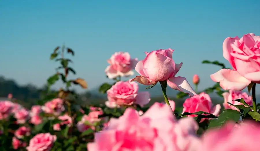 Cuándo se plantan los rosales para asegurar su crecimiento saludable