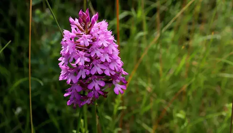 Czy nawóz do storczyków nadaje się do innych kwiatów? Odpowiadamy na wątpliwości.