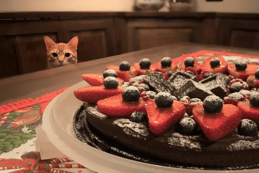 Czy koty mogą jeść czekoladę? Dowiedz się, jak to ich szkodzi