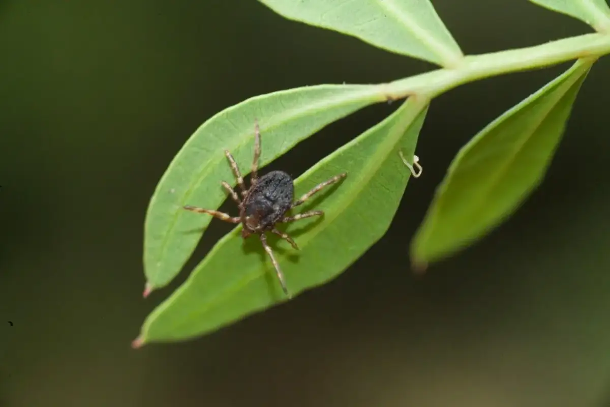 Skąd się wzięły kleszcze w Polsce? Zaskakująca historia ich obecności