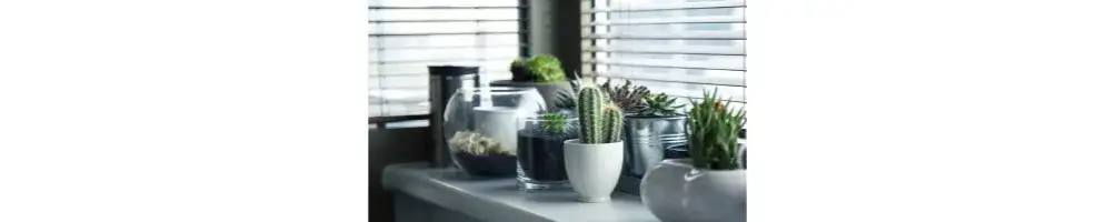 Maceta carita: alegra tu hogar con estas macetas divertidas y únicas