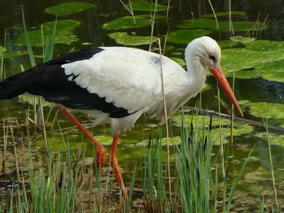 Jak śpi bocian? Zaskakujące fakty o jego niezwykłych nawykach