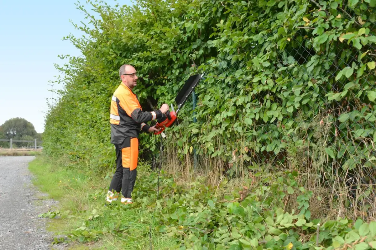 Jak przyciąć żywopłot, aby uniknąć najczęstszych błędów?