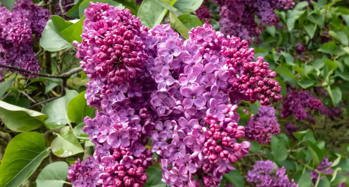 Cómo cuidar el lilo árbol en maceta para un crecimiento saludable