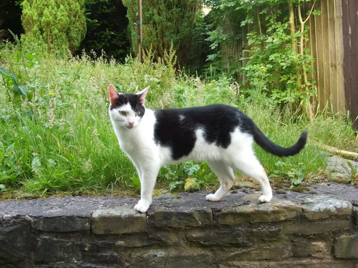 Jak rozpoznać płeć u małego kotka - proste sposoby na identyfikację