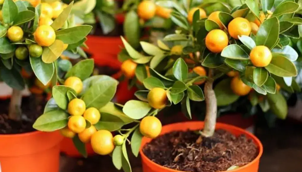 Cómo cultivar árboles frutales en maceta y disfrutar de tus frutos