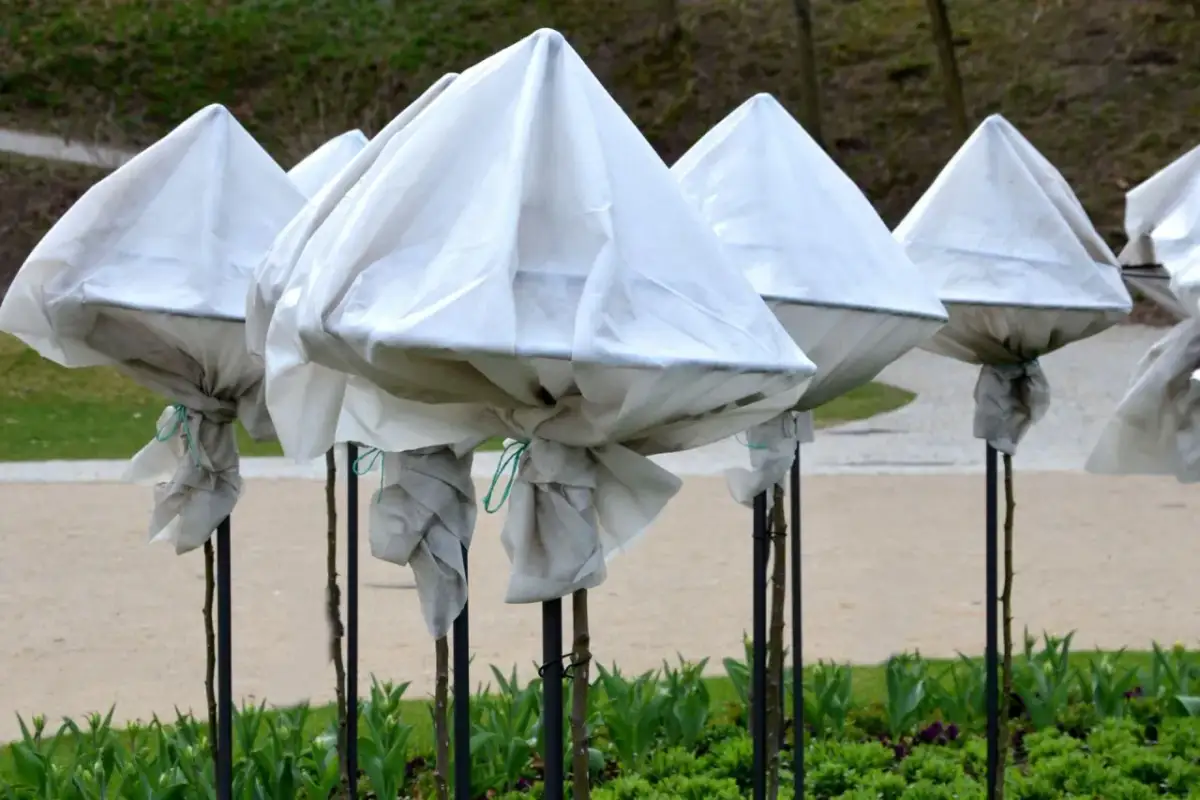 Jak zabezpieczyć róże ogrodowe na zimę i uniknąć ich zniszczenia