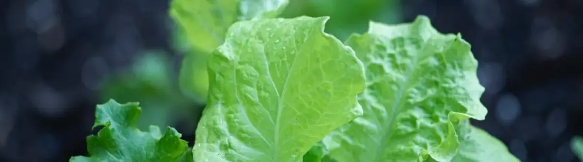 Kiedy siać sałatę na rozsadę, aby uniknąć nieudanych plonów