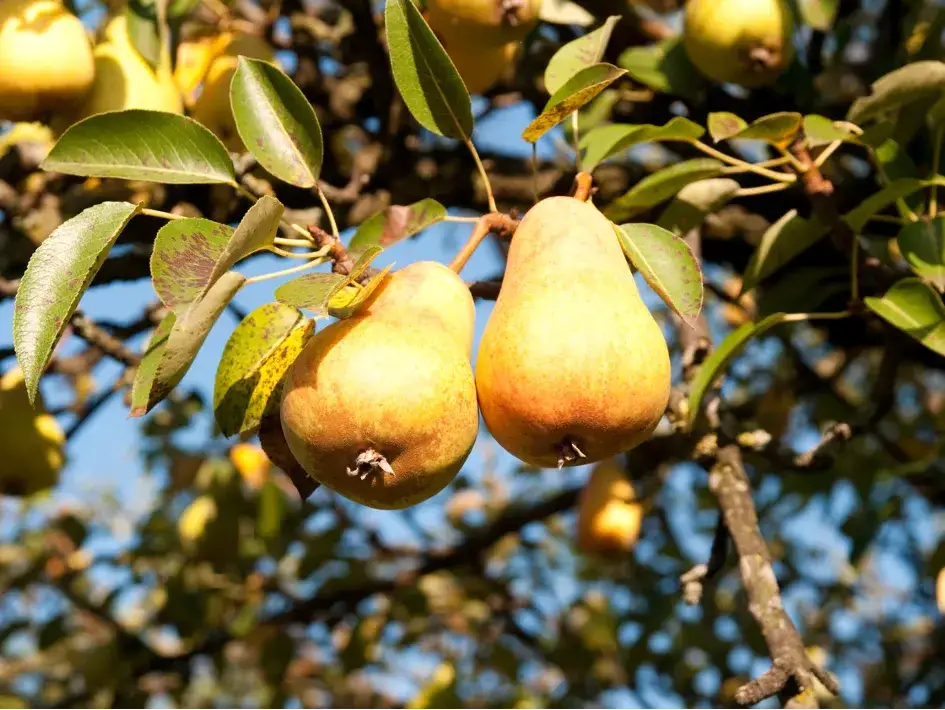 Kiedy opryskiwać drzewa owocowe na robaki, aby uniknąć strat w plonach