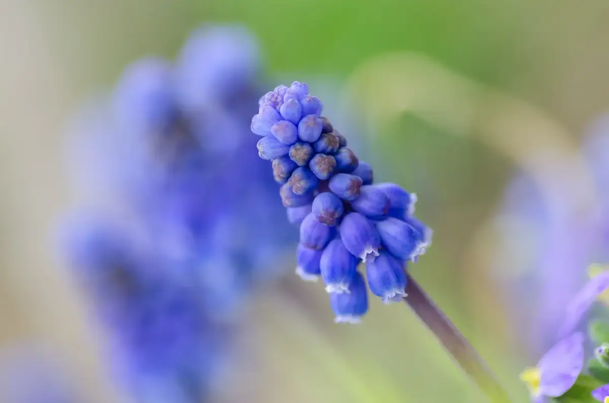 Czy szafirki można sadzić na wiosnę? Oto, co musisz wiedzieć