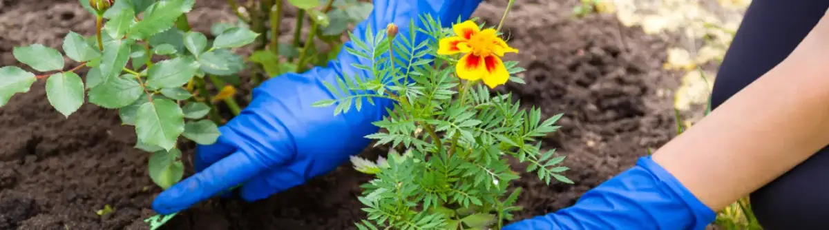 Jak gęsto sadzić aksamitki, aby uniknąć problemów z ich wzrostem
