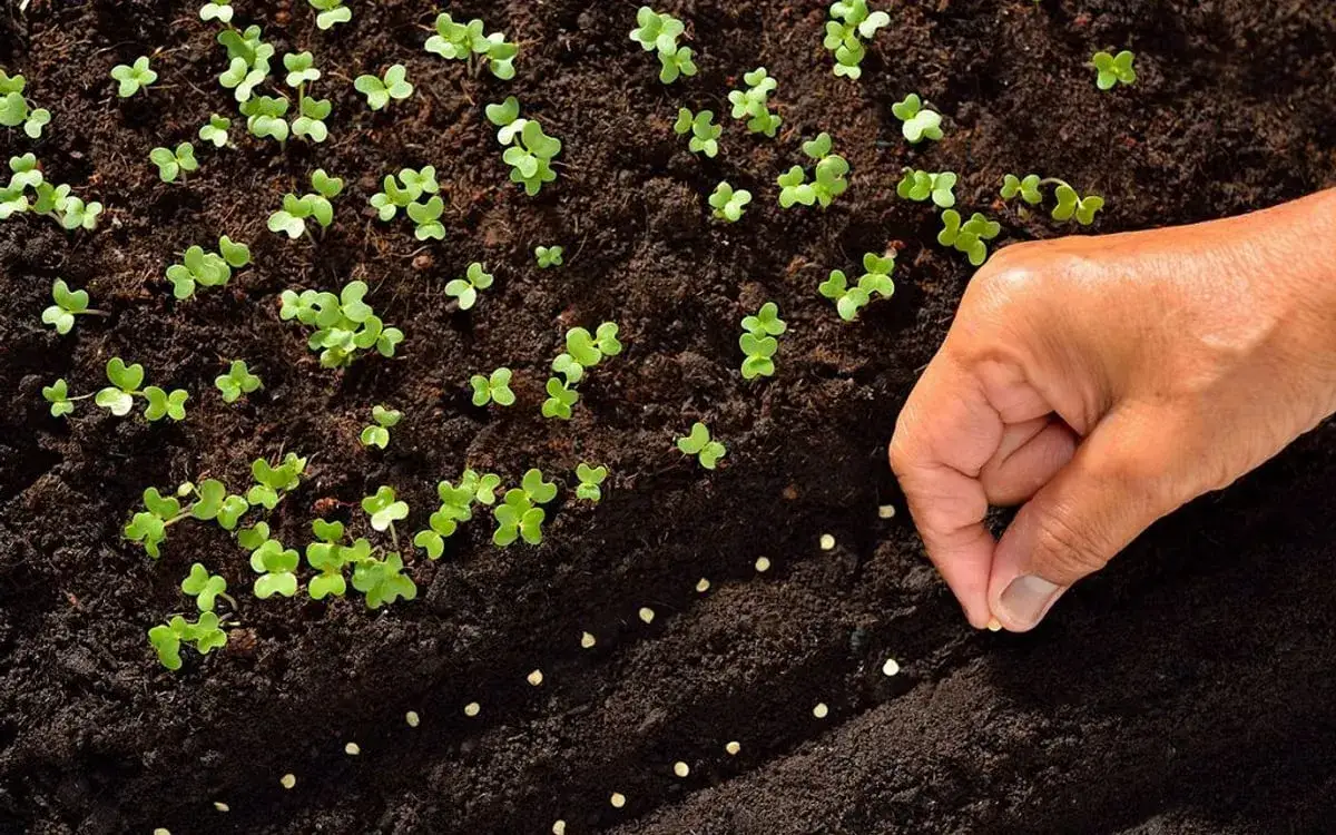 Jak siać warzywa: proste metody, które zapewnią obfite plony