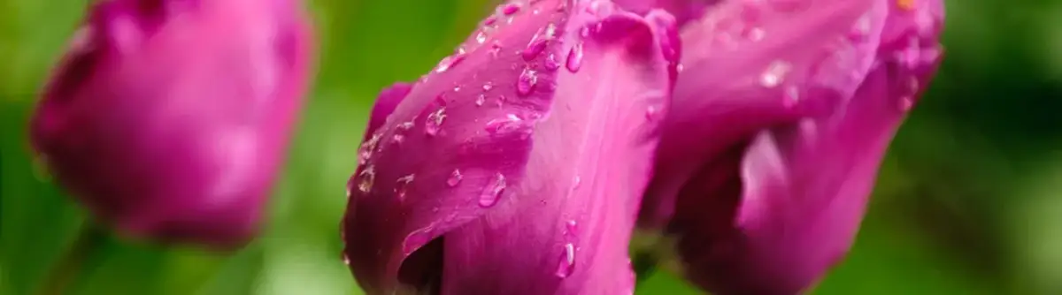 Tulipan kiedy sadzić - idealny czas na zdrowe kwiaty w ogrodzie