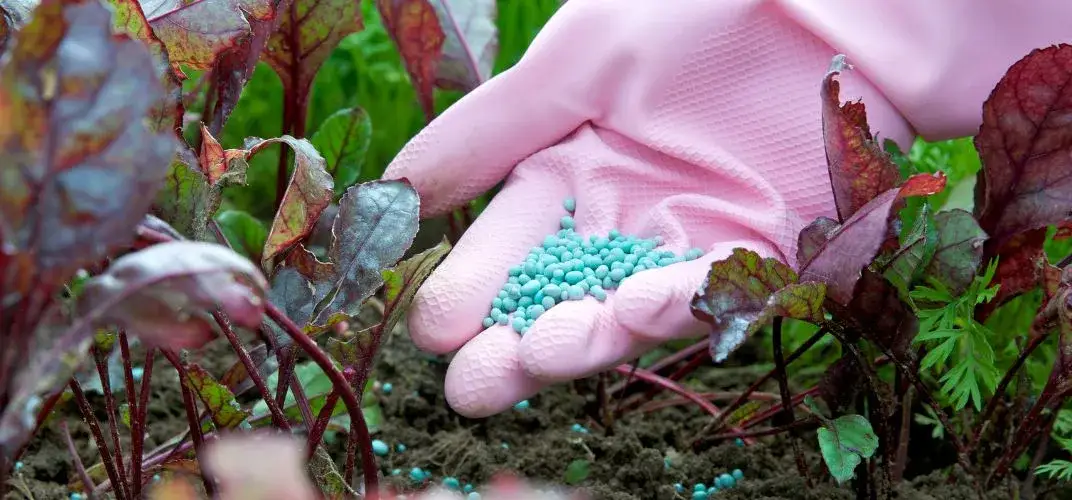 Kiedy siać nawozy potasowe, aby uniknąć błędów w uprawach?