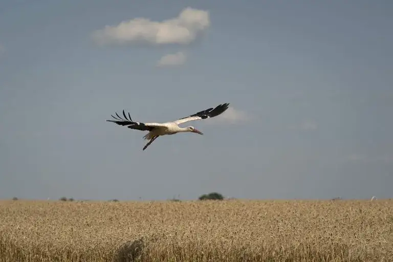 Gdzie lecą bociany na zimę? Odkryj ich tajemnicze trasy migracji