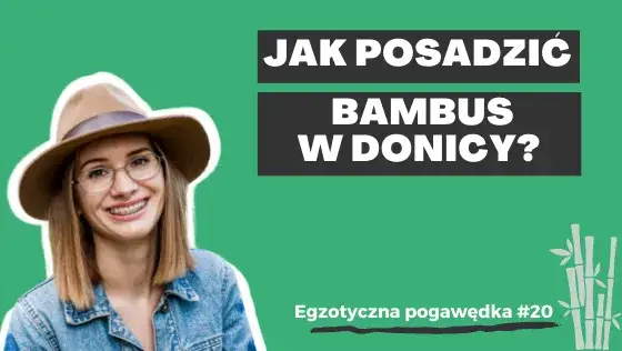 Jak sadzić bambusa w doniczce - uniknij najczęstszych błędów