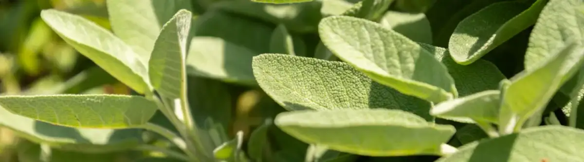 Jak uprawiać szałwię: sekrety zdrowej i aromatycznej rośliny