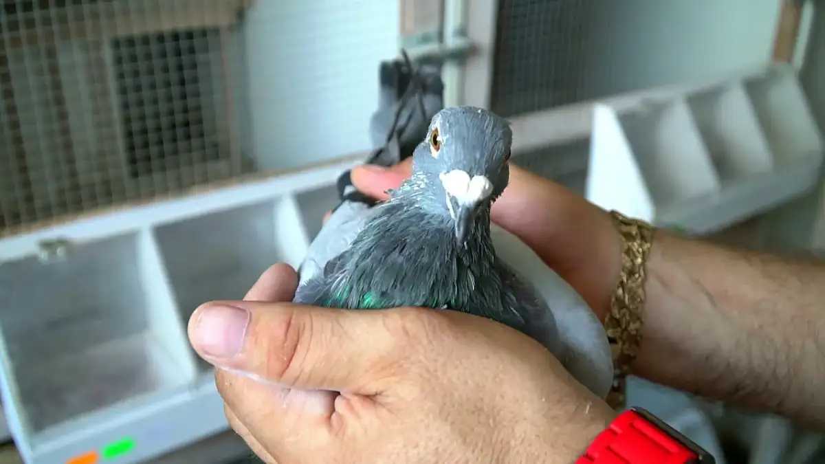 Kiedy odrobaczać gołębie? Optymalny harmonogram i wskazówki