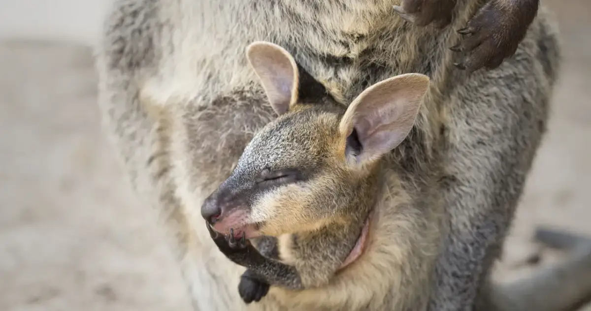 Czy kangury żyją w Afryce? Odkryj prawdę o ich habitatcie