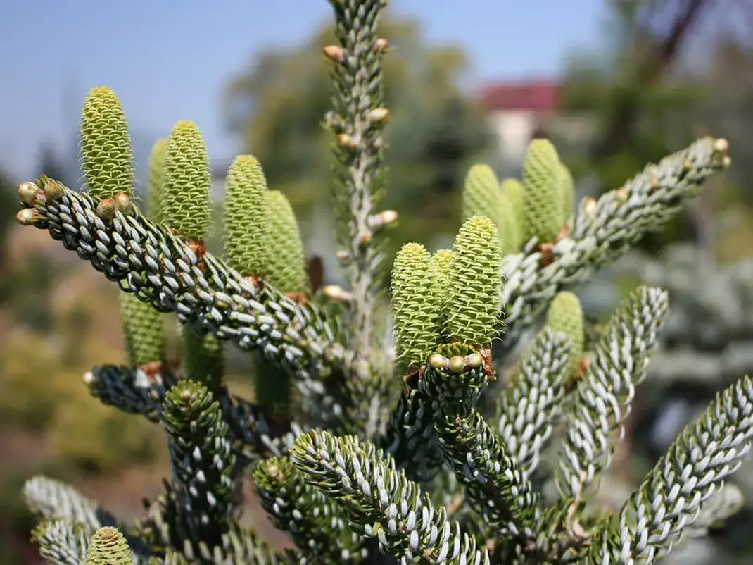 Kiedy sadzić jodły, aby uniknąć błędów i zapewnić zdrowy wzrost