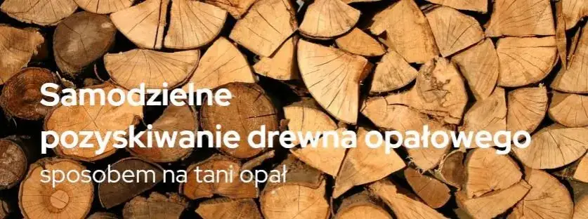 Ile kosztuje samowyrób drewna w lesie? Ceny i proces pozyskania