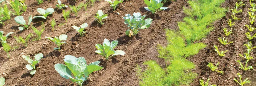 Co z czym sadzić: najlepsze pary roślin dla zdrowego ogrodu