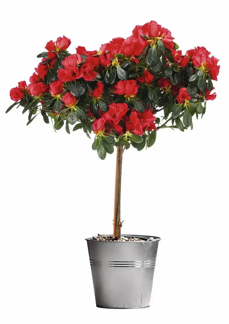 Azalia doniczkowa w ogrodzie: jak przenieść i pielęgnować