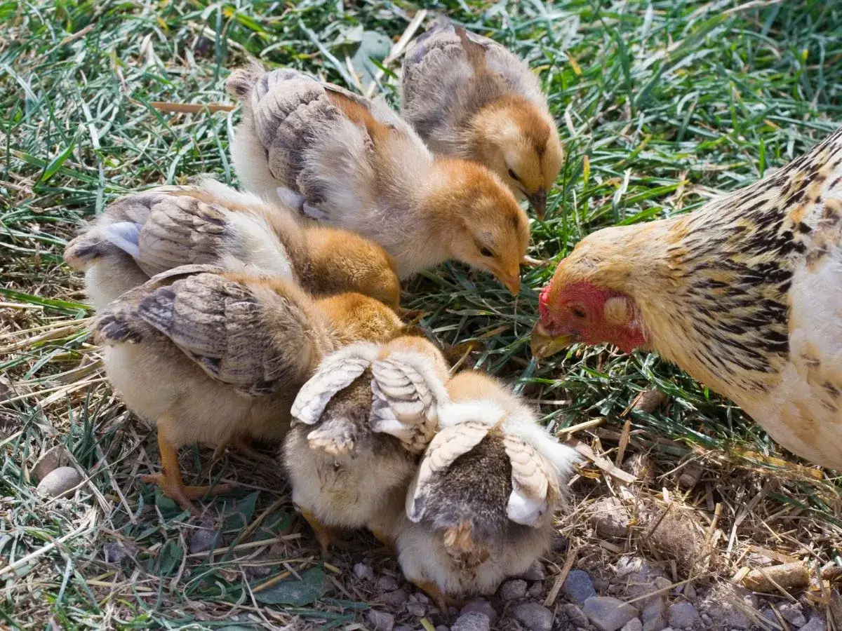 Czym karmić kurczaki, aby zapewnić im zdrowy rozwój i wzrost