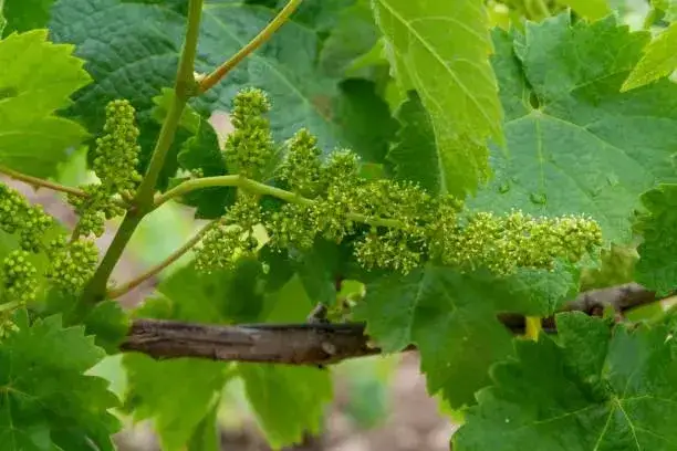 Czy liście winogron na kompost? Poznaj korzyści i skuteczne metody