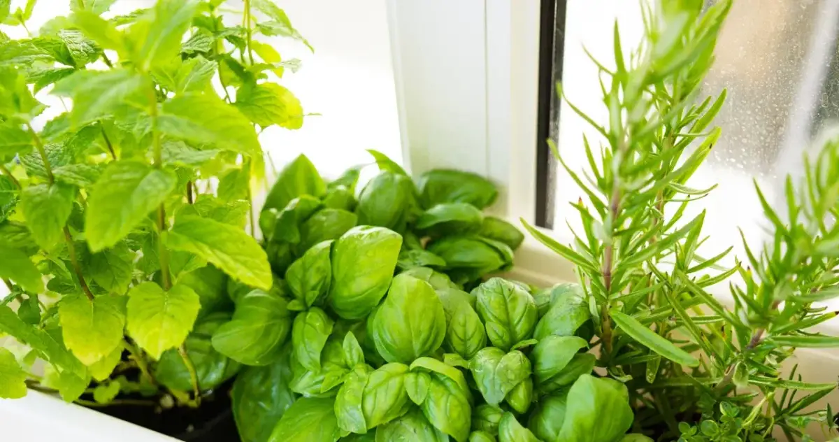 Jakie zioła na słoneczny balkon? Poznaj najlepsze rośliny do uprawy