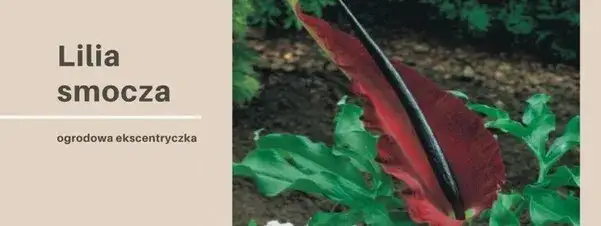 Kiedy sadzić smoczą lilię, aby uniknąć nieudanych prób?