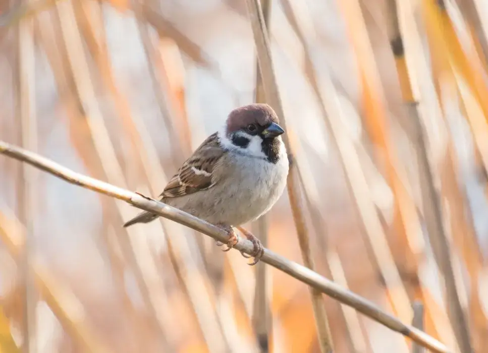 Co je piskle wróbla i jak zapewnić mu odpowiednią opiekę?