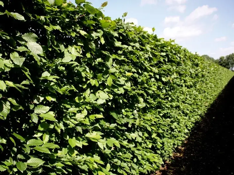 Ile rośnie żywopłot? Odkryj zaskakujące tempo wzrostu różnych gatunków