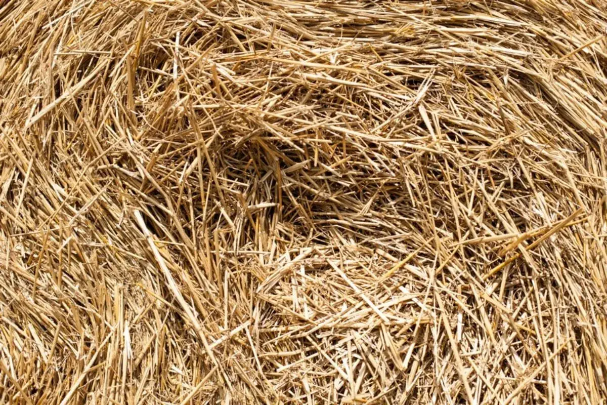 Jakie nawozy na słomę poprawią plony i unikną strat azotu?