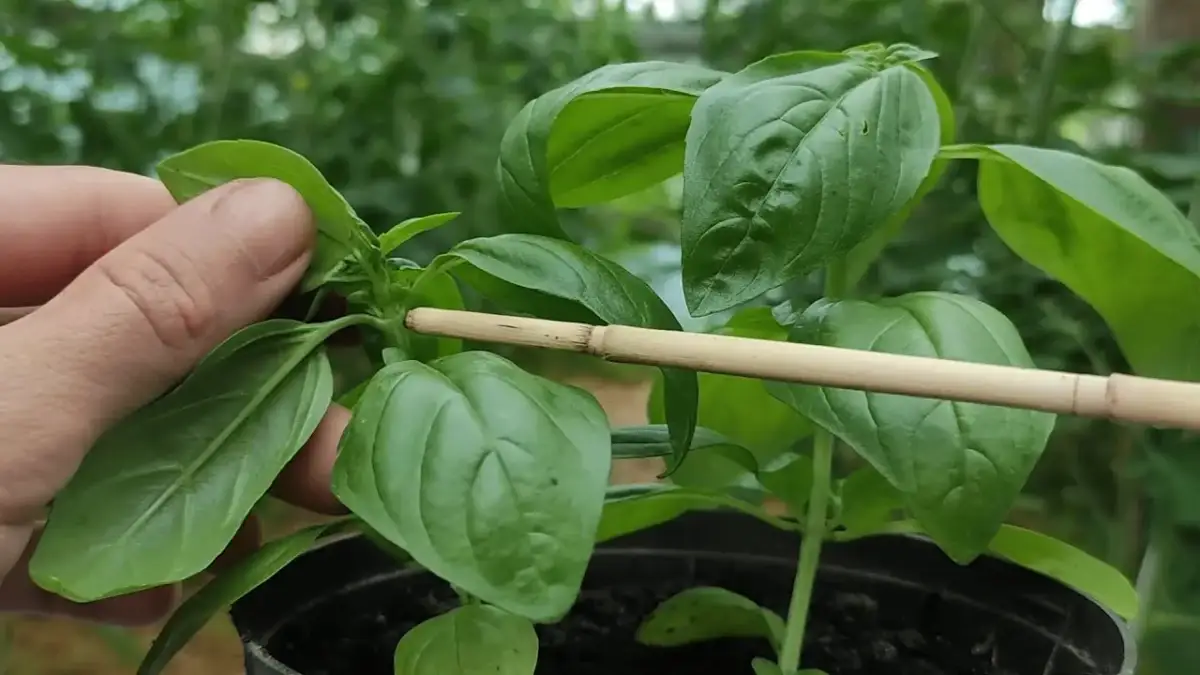 Jak obcinać bazylię, aby zapewnić jej zdrowy wzrost i obfitość