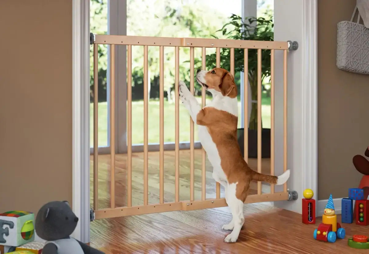 Jak zabezpieczyć schody przed psem i uniknąć kontuzji najlepszego przyjaciela