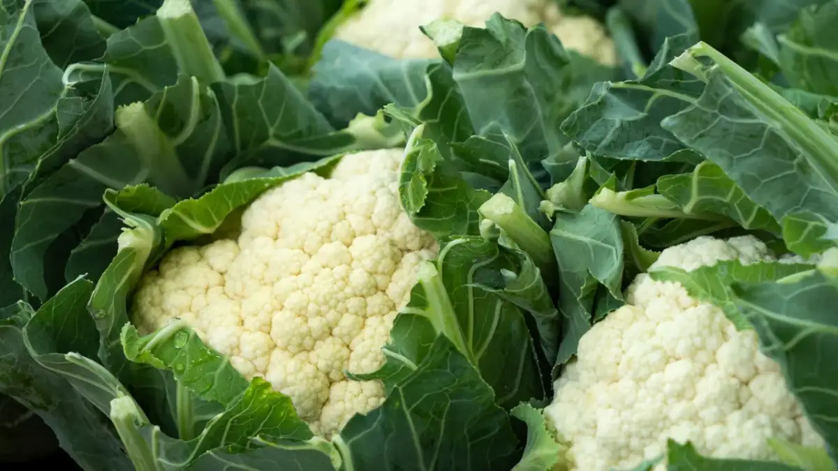 Blumenkohl richtig aufbewahren: So bleibt er frisch und lecker