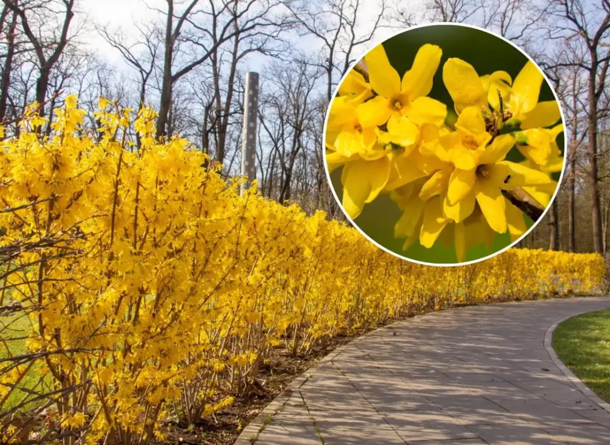 Kiedy sadzić forsycję? Odkryj najlepszy czas na sadzenie tej rośliny