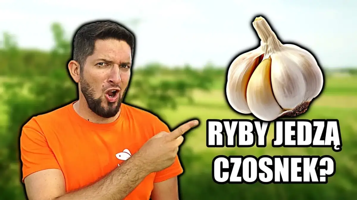Czosnek na jakie ryby: skuteczne przynęty na karpie i sumy