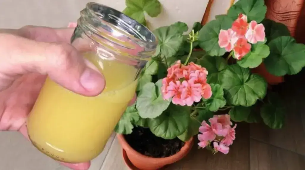 Naturalny nawóz jak zrobić - proste sposoby na efektywne nawożenie