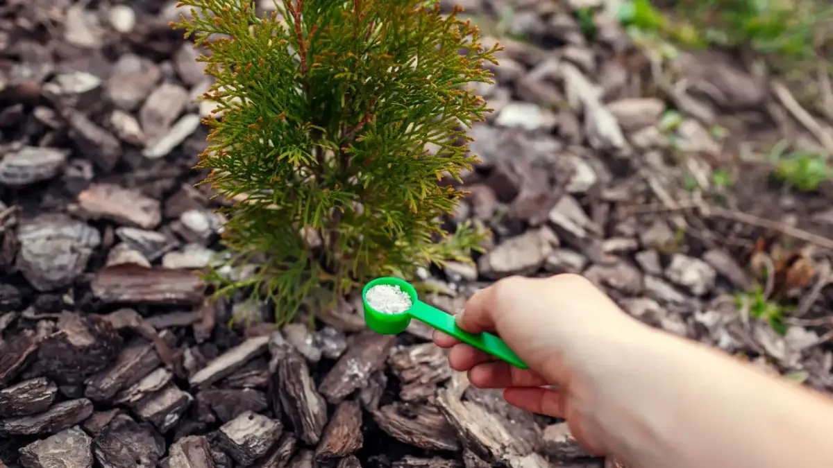 Kiedy dać nawóz pod iglaki, aby uniknąć ich osłabienia?