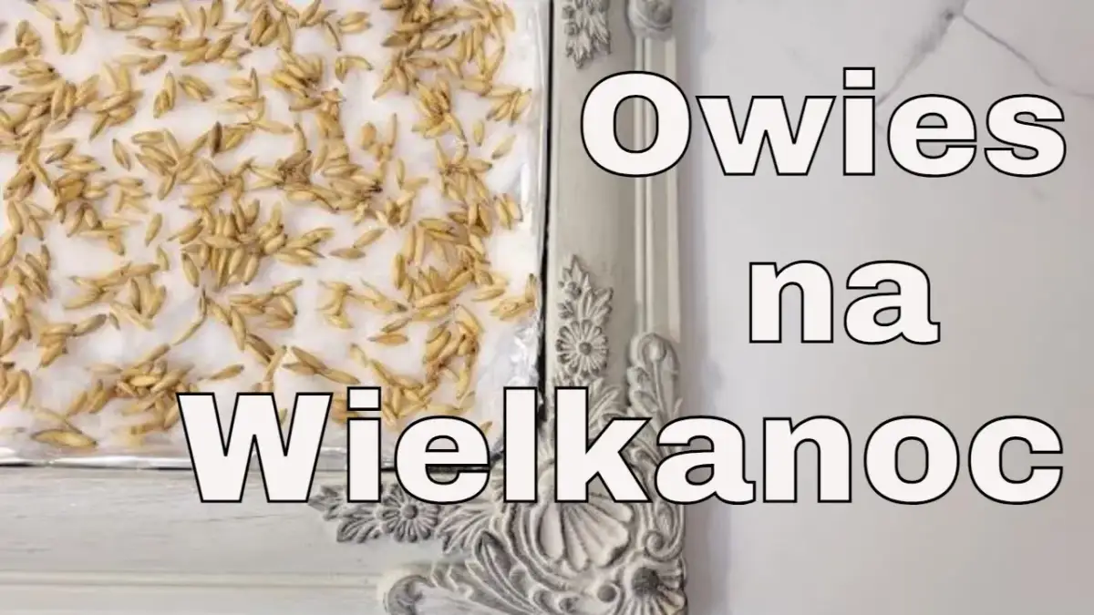Jak skutecznie siać owies wielkanocny i uniknąć najczęstszych błędów